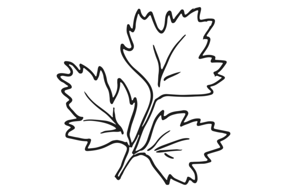 Download Parsley Leaf. Hand Drawn Cooking Aroma H - Aroma Collection